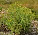 Blommande planta på skräpmark, kronblad inåtrullade men saknas ofta, holkfjäll ljusgröna.